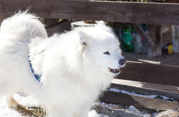 White samoyed dog in winter landscape
