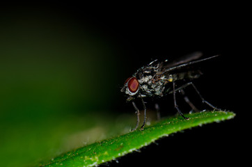 Diptera Hylemyia latevittata on a leaf. Garajonay National Park. La Gomera. Canary Islands. Spain.