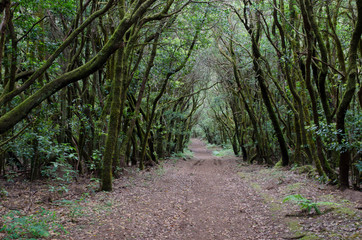Hiking trail in a laurel forest. Garajonay National Park. La Gomera. Canary Islands. Spain.
