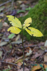 Young tree. Garajonay National Park. La Gomera. Canary Islands. Spain.
