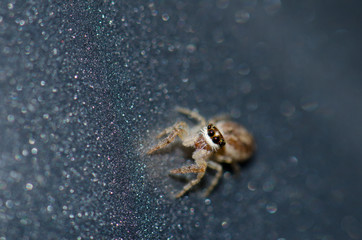 Jumping spider (Salticidae). Garajonay National Park. La Gomera. Canary Islands. Spain.