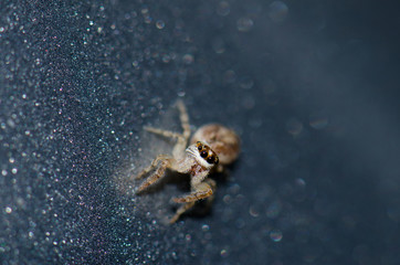 Jumping spider (Salticidae). Garajonay National Park. La Gomera. Canary Islands. Spain.