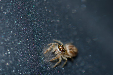 Jumping spider (Salticidae). Garajonay National Park. La Gomera. Canary Islands. Spain.
