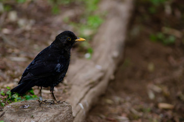 Blackbird (Turdus merula). Male. La Laguna Grande. Garajonay National Park. La Gomera. Canary Islands. Spain.