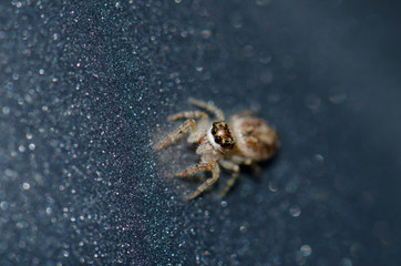 Jumping spider (Salticidae). Garajonay National Park. La Gomera. Canary Islands. Spain.