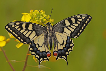 Naklejka na ściany i meble KIRLANGIÇKUYRUK - Papilio machaon