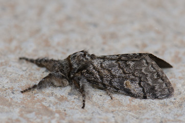 Moth (Macaronesia fortunata). Valle Gran Rey. La Gomera island. Canary Islands. Spain.