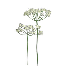 Hand drawn cow parsley, vector