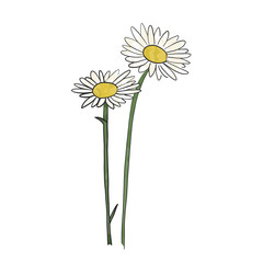 Hand drawn daisy flower, vector