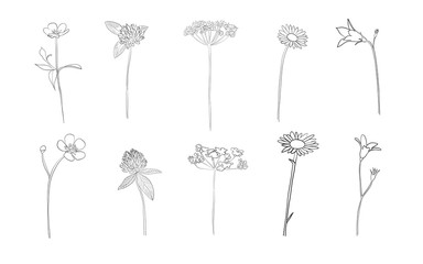 Hand drawn wild flowers in summer, vector
