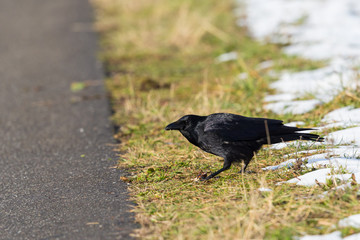 carrion crow raven (corvus corone) standing in meadow, street, snow