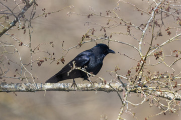 carrion crow raven (corvus corone) sitting on tree branch