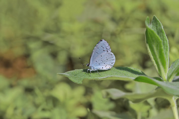 KUTSAL MAVİ - Celastrina argiolus  © mylasa