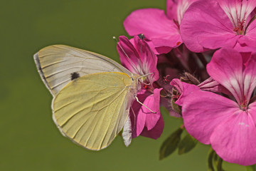 BÜYÜK BEYAZ - Pieris brassicae © mylasa