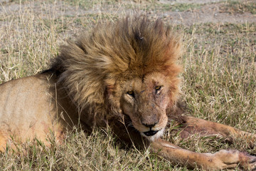 Löwe (Panthera leo)