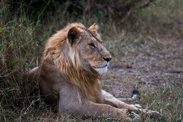 Löwe in der Wildnis von Tansania