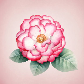 Watercolor rose flower. Perfect for greeting cards