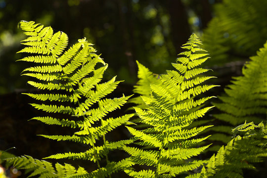 Leaves of fern shining through the sun light
