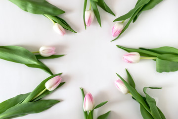 Creative layout of tulips on white background. Flat lay.