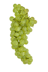 White grape (Vitis vinifera), isolated on white