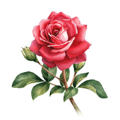Watercolor illustration of rose flower - obrazy, fototapety, plakaty