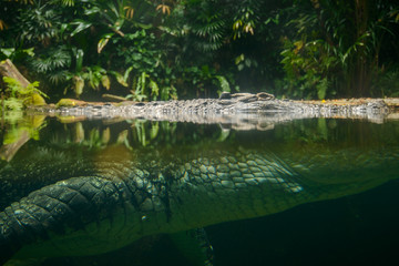 Portrait of crocodile in the river.