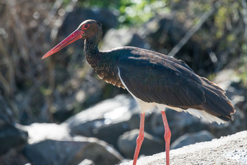 juvenile black stork Ciconia nigra
