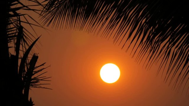 Stunning beauty of the red sunset of a large sun against the backdrop of palm leaves