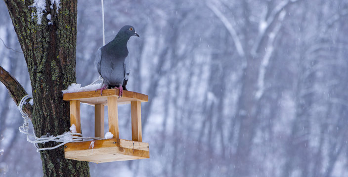 The pigeon at a feeding trough in winter