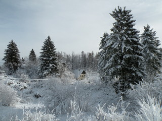 Majestic winter landscape. frosty pine tree under sunlight at sunset. christmas holiday concept, unusual wonderful landscape. fantastic wintry background. instagram effect. retro style