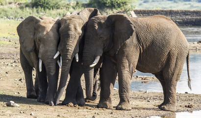 elephants at a waterhole