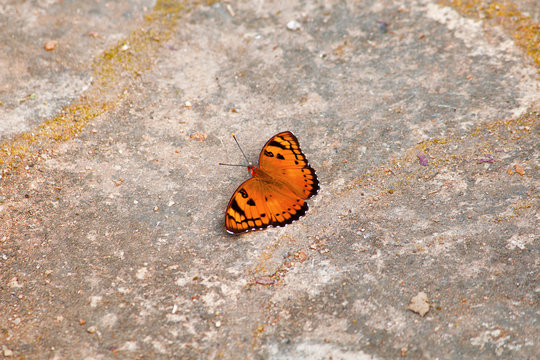 Baronet butterfly, Euthalia nais, Barnawapara WLS, Chhattisgarh. Nymphalid&nbsp;butterfly found in&nbsp;South Asia.