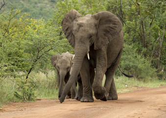 elephant, mother and young