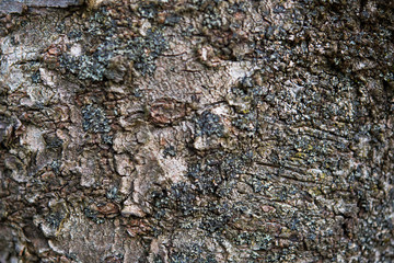 The sour cherry tree in portrait