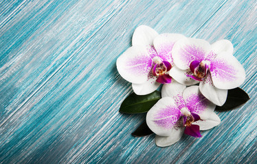 Obraz na płótnie Canvas Pink orchid flowers