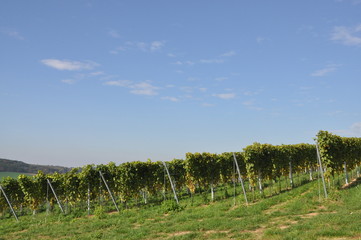 Weinberg bei Rossdorf