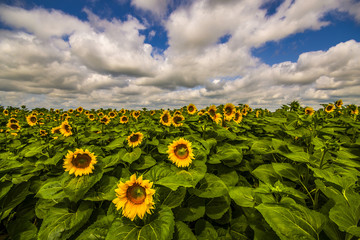 Vibrant sunflower field in summer