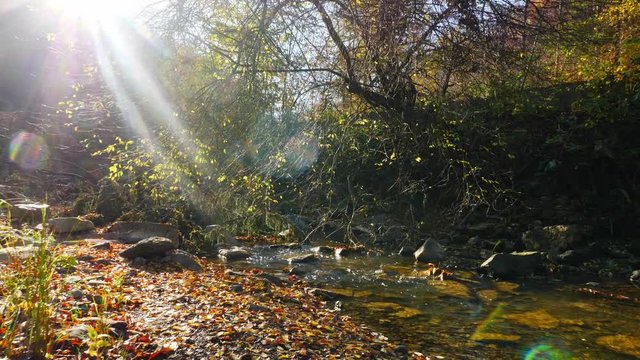 The river in autumn forest and the sun shining through the foliage.