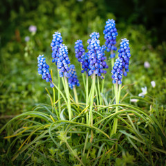Fototapeta premium Lovely blue Grape Hyacinth growing in a field