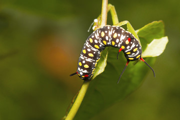 Butterfly caterpillar, Sanjay Gandhi National Park