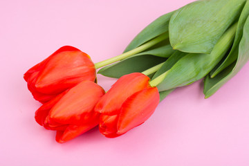 Beautiful red tulips on bright pastel background