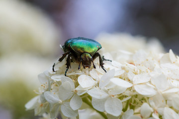 Green beetle on white flowers
