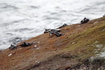 Krabben Crabs Atlanik atlantiv ocean tenerife