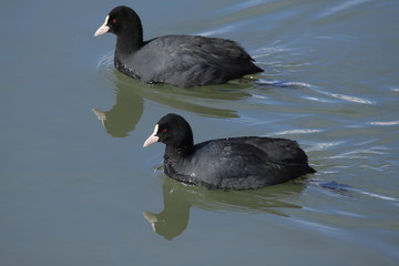 オオバン　Eurasian coot	