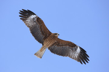 トビ　Black Kite