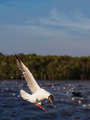 Seagulls in mangrove forest reserve bangpoo Thailand