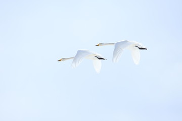 Fototapeta na wymiar ハクチョウのペア　Pair of swans
