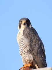ハヤブサ　Peregrine Falcon