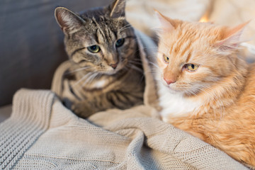 two cats lying with blanket at home © Syda Productions