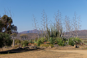 Garten in der Halbw&uuml;ste